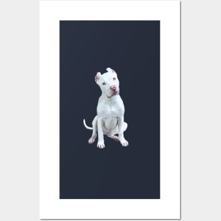 Pitbull Puppy Dog Stunning White Posters and Art